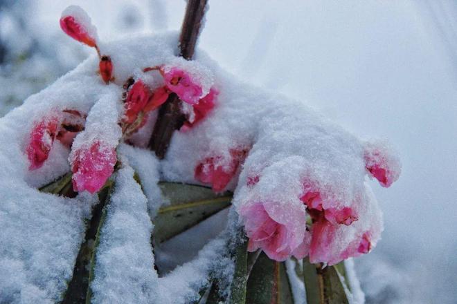 蜜 +芽 在线观看