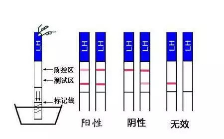 国产精品高清一区二区三区人妖
