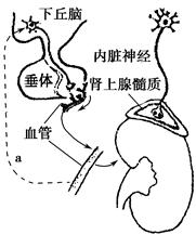 偶像女友动漫在线观看4k