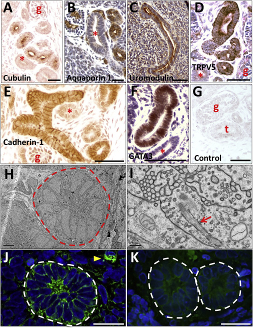 九九久久最新国产精品视频