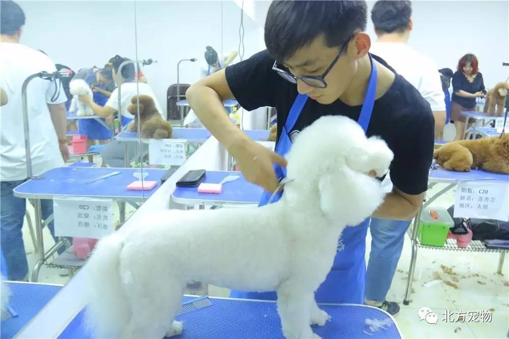 困困狗 only 如果是困困绘画或角色