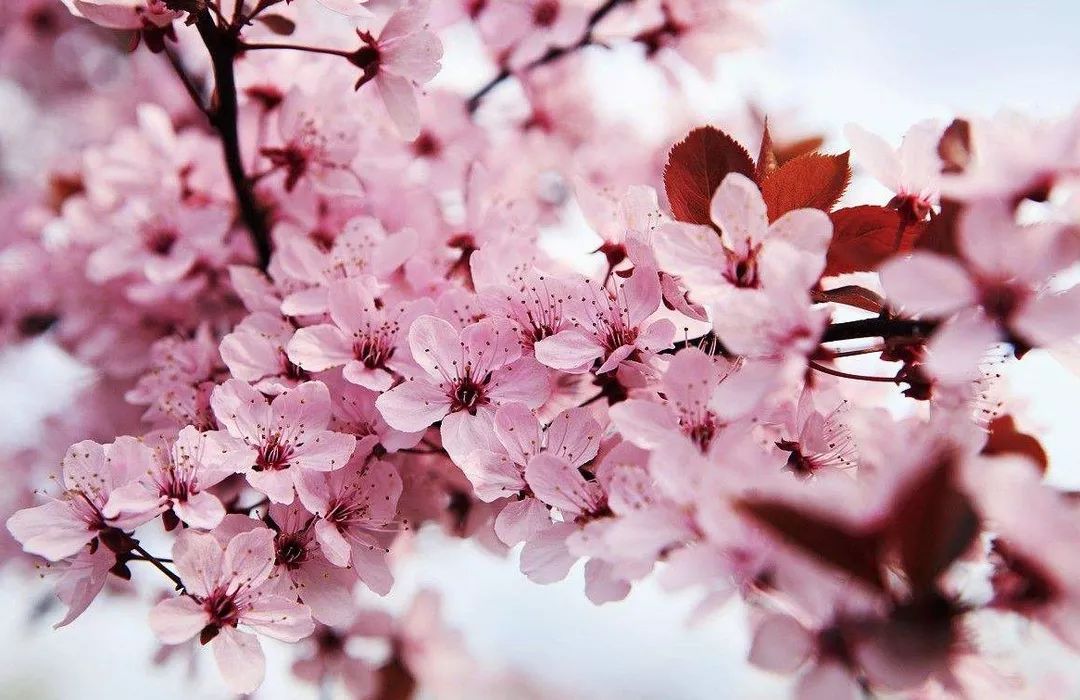 男男动画 在全球范围引起巨大反响