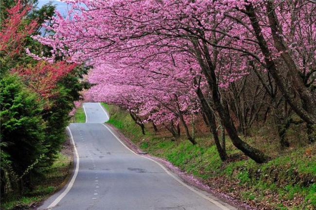 困困狗海角 困困带有幽默或本地化色彩