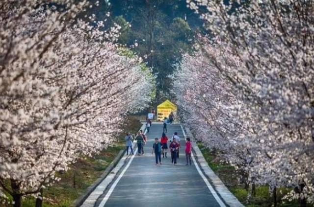 hen动漫 《CLANNAD》(情感刻画)