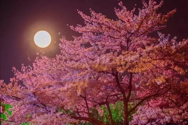 成都慧偌安农业科技有限公司 招标