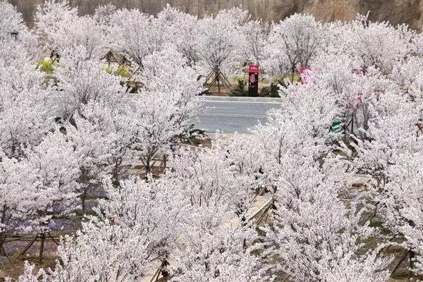 重磅小马拉大车