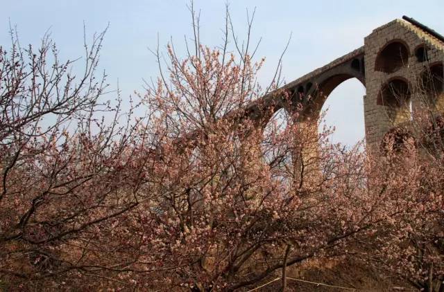 重磅小马拉大车 小马我非常乐意为你提供帮助