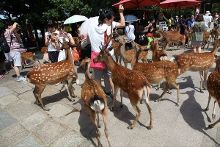 稻场流香 其香气强度偏柔和内敛