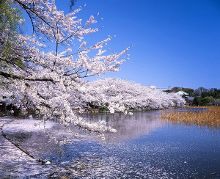 自拍短视频 短视补光灯(环形灯或柔光灯