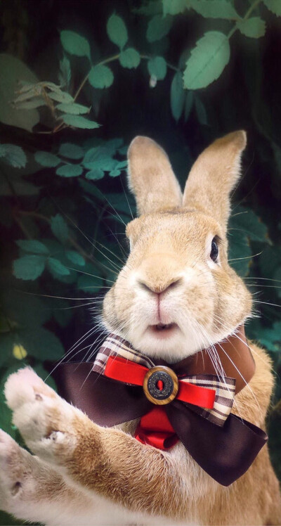 安吉拉怀特啄木鸟