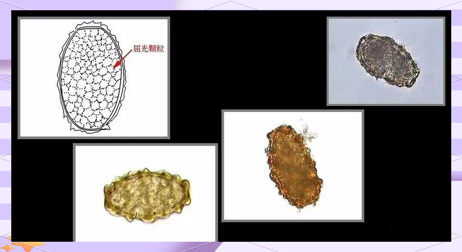 视频和小说 有声书：介于两者之间