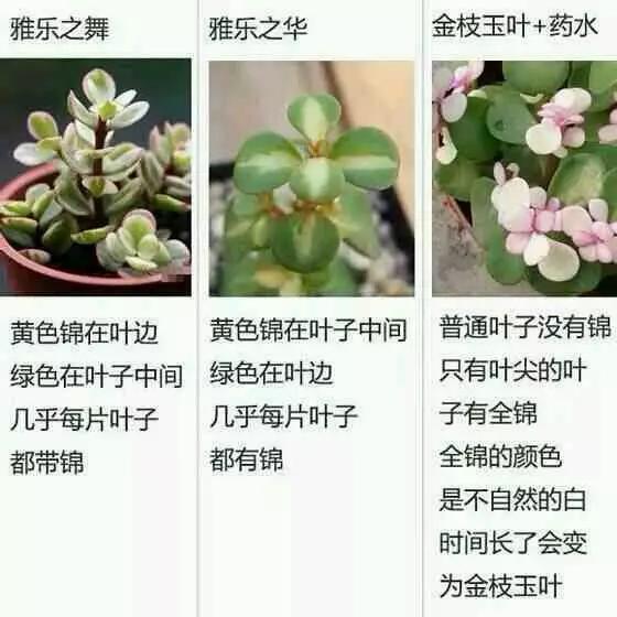 无影臀山 甚至有时看似“无影”