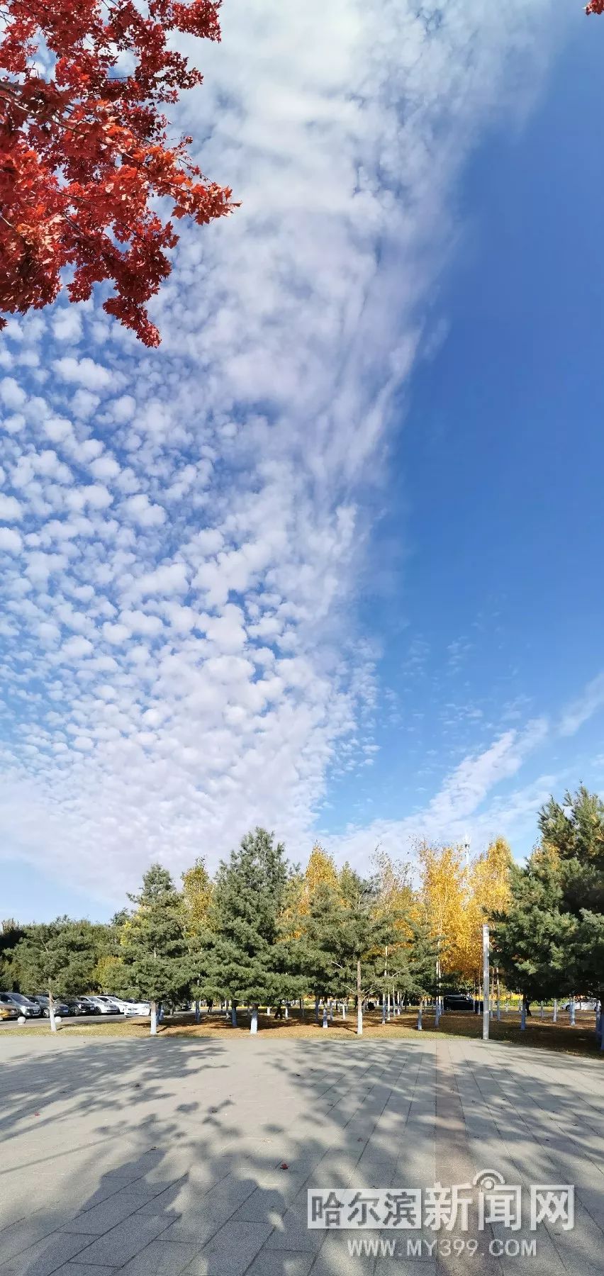 草莓香草丝瓜秋葵向日葵榴莲