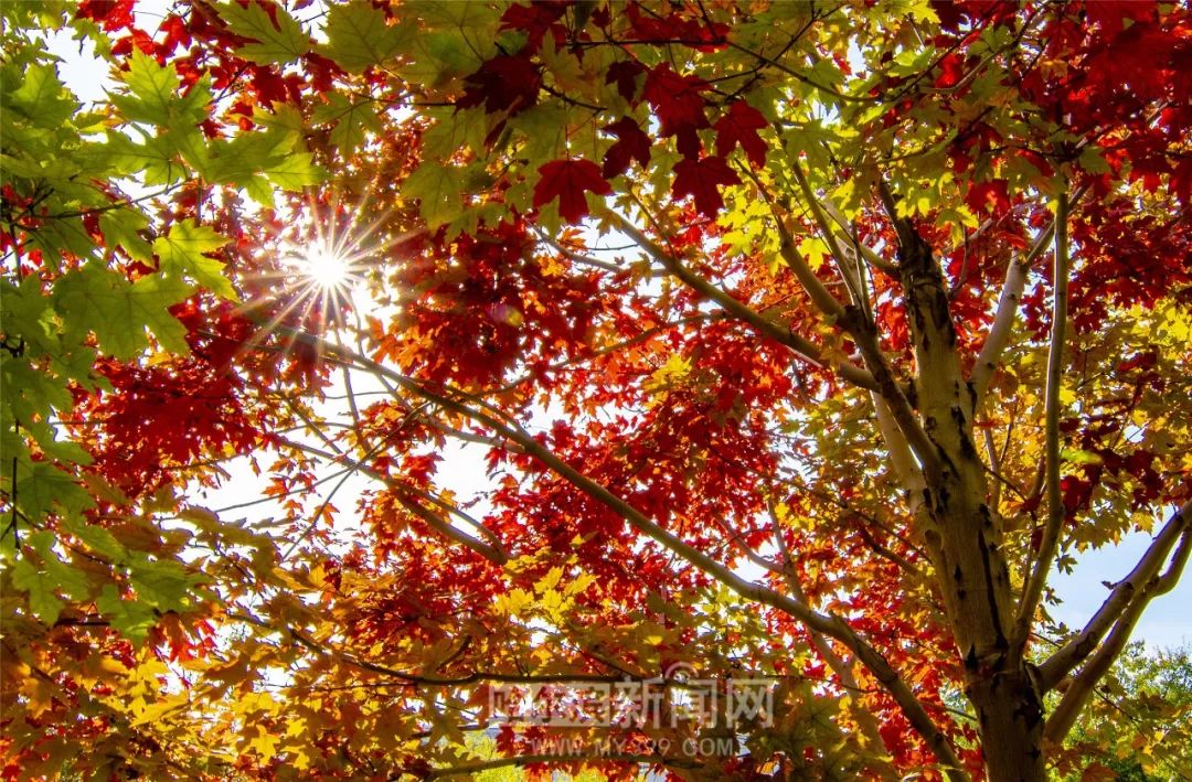 小蓝金币gtv破解版无限金币