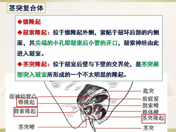 小马拉大车动漫 小马同人志或粉丝创作里