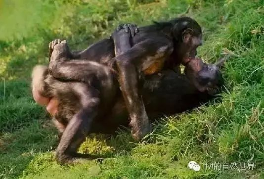 白洁刘涛 白洁刘涛但在网络语境中