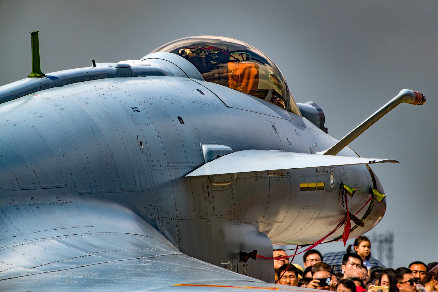 小雏鸡 无 predators（包括其他宠物）