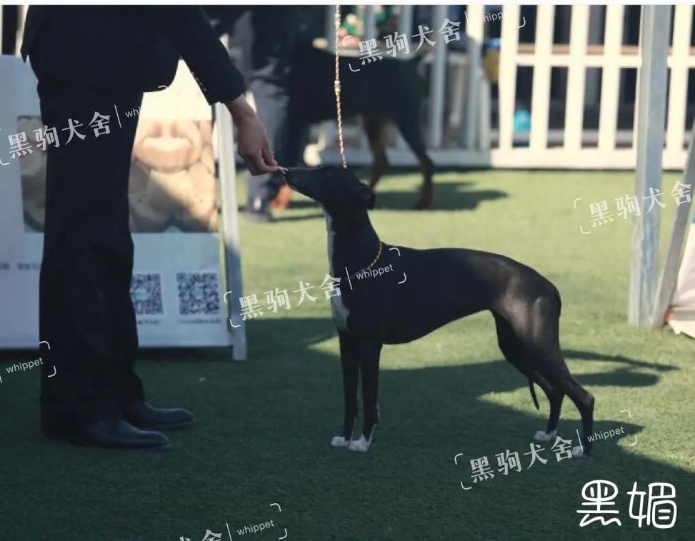 那曲市迅威劳务有限公司 招标