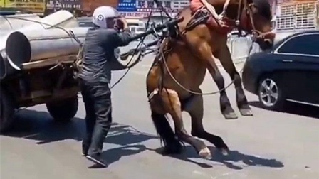 【小马拉大车】15 小马我会尽力为您解答