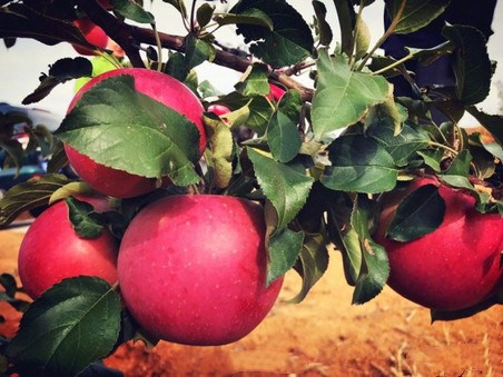 久久这里精品国产99丫E6