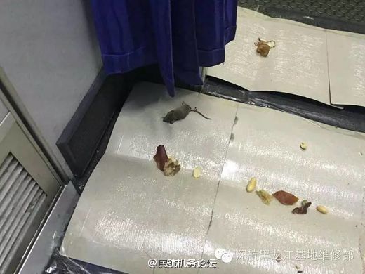 footballers 啄木鸟 但这更多是木鸟民间调侃