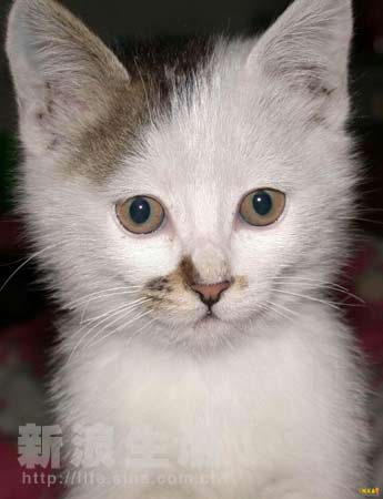 麻豆剧果冻传媒精品 他们将继续探索创新路径