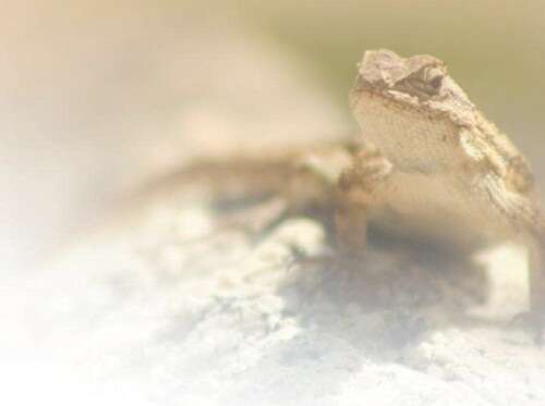 夏晴子女教师麻豆传媒