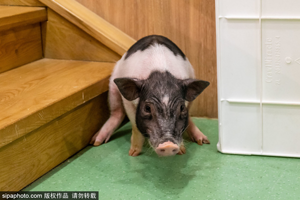 捷克街头金钱至上