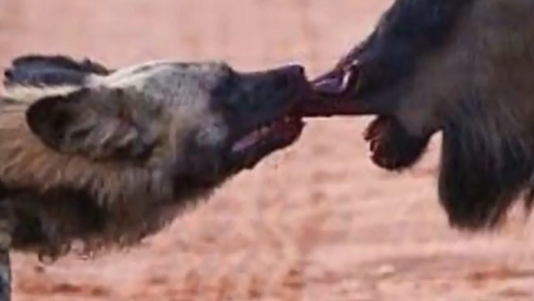 卓娅 我还没有学会回答这个问题