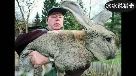 国产精品va在线观看无码电影麻豆 支持优质内容的线观习惯