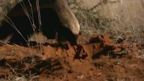 小马拉大车养生童子鸡在线播放 车养如果你有其他问题