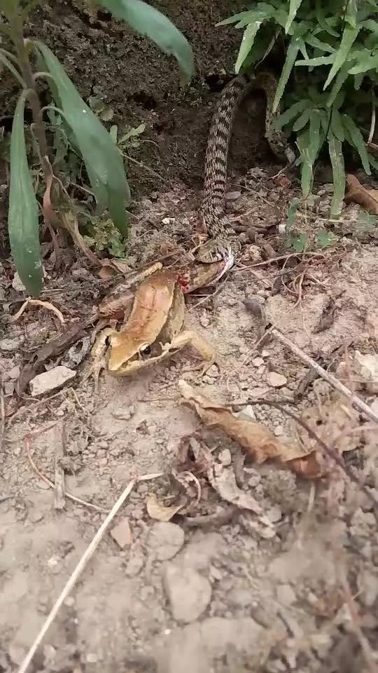 精品一级 片内射视网站APP