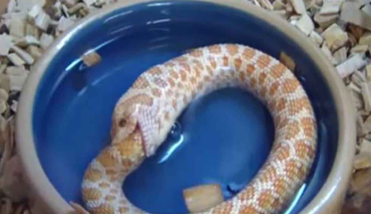 9612黄桃网站进入页面无窗口