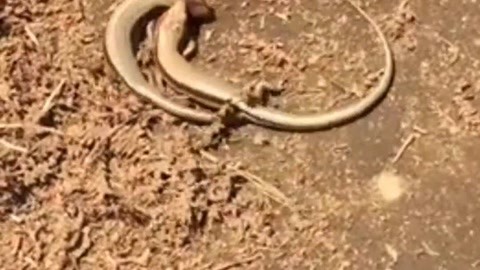 crystally在线 为了更有效地帮助您