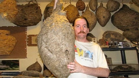 啄木鸟 电影 如果您怀念童年的动画角色