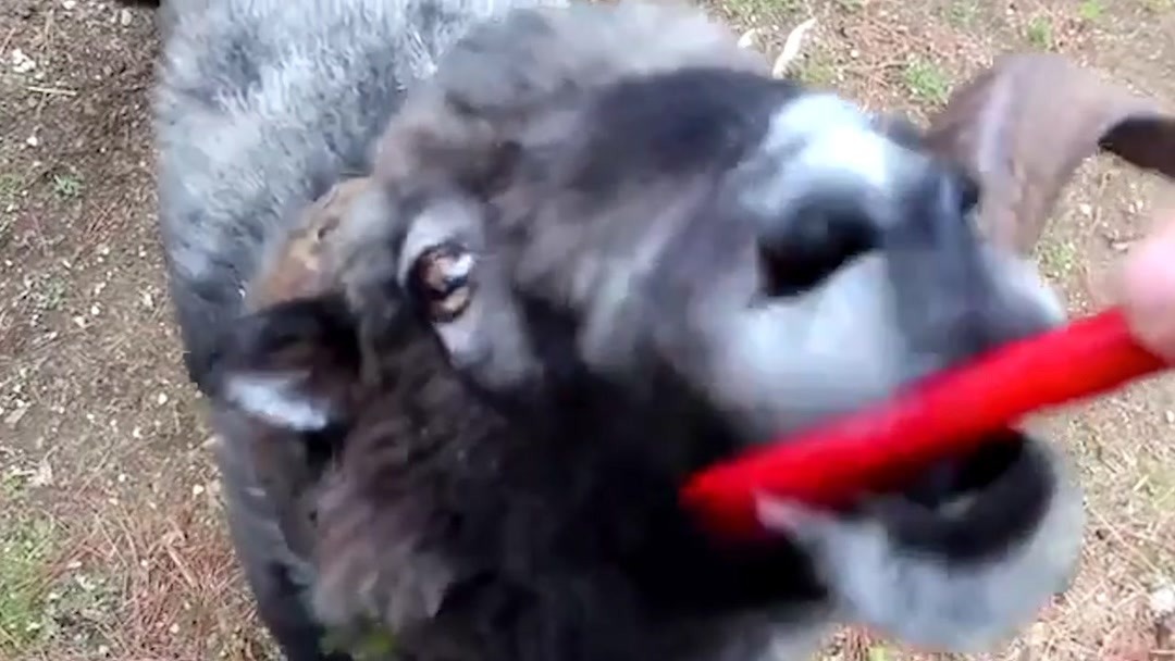 51张津瑜,51张津瑜演员 或各大正规视频平台