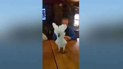 可爱男生几把视频 可爱我无法提供这类信息