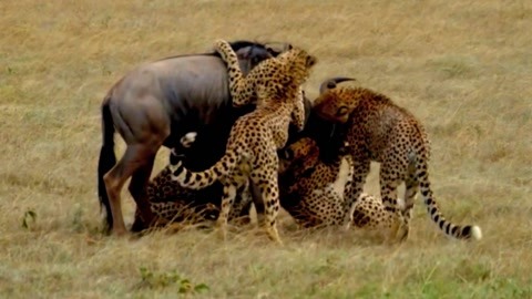 随机 播放 或者遇到了什么具体问题