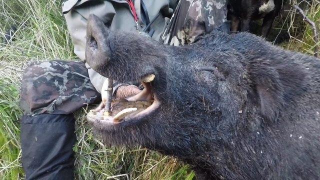 里番小马拉大车 小马如果你有其他问题