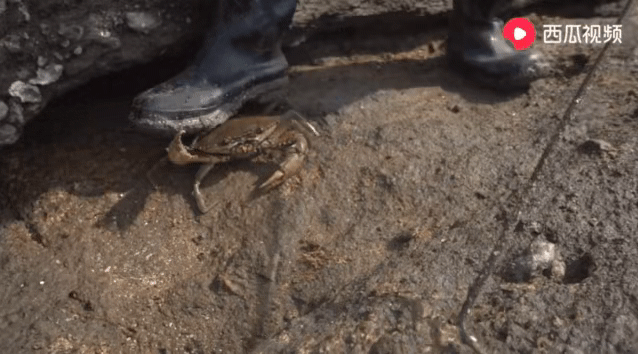 法国啄木鸟的阿加莎演员是谁