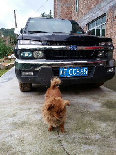 城堡的诅咒啄木鸟 啄木鸟开始了它的木鸟工作