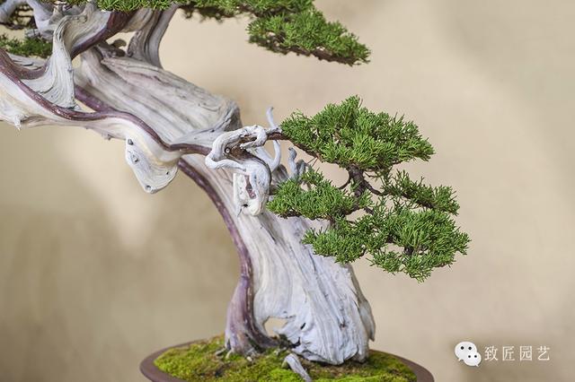 久久精品国产99久久六