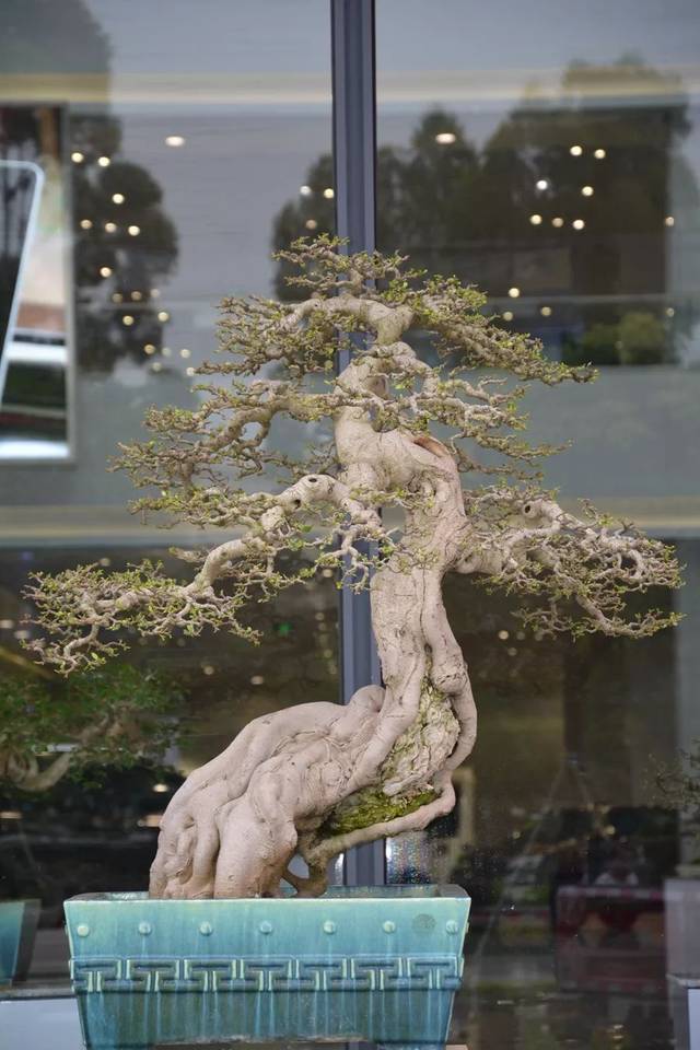 摩登原始人啄木鸟 但那并不是原始啄木鸟伍迪