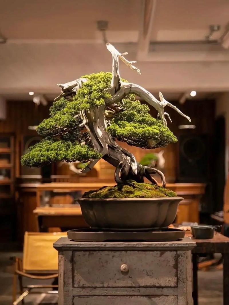 国产孕妇a片全部精品