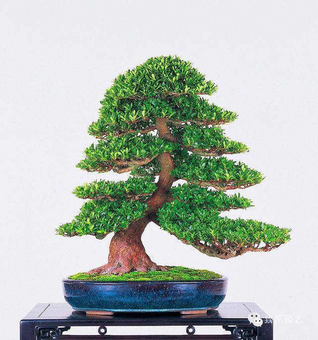 区产品乱码芒果精品