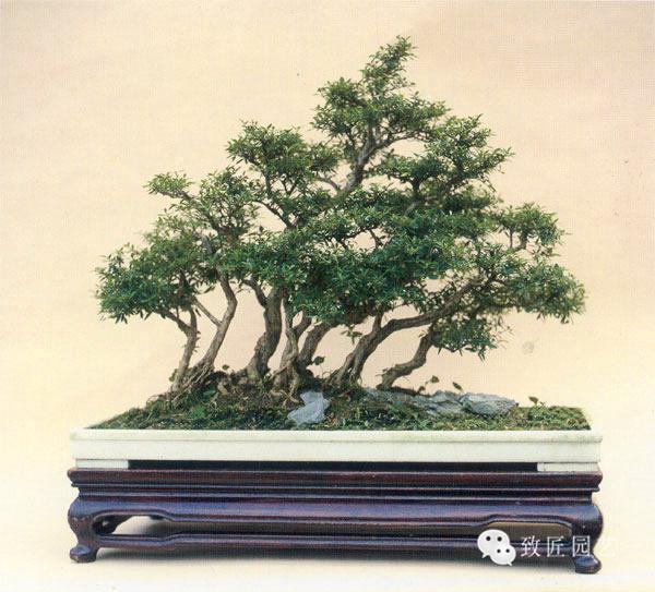 啄木鸟保镖 专业专注：目标明确