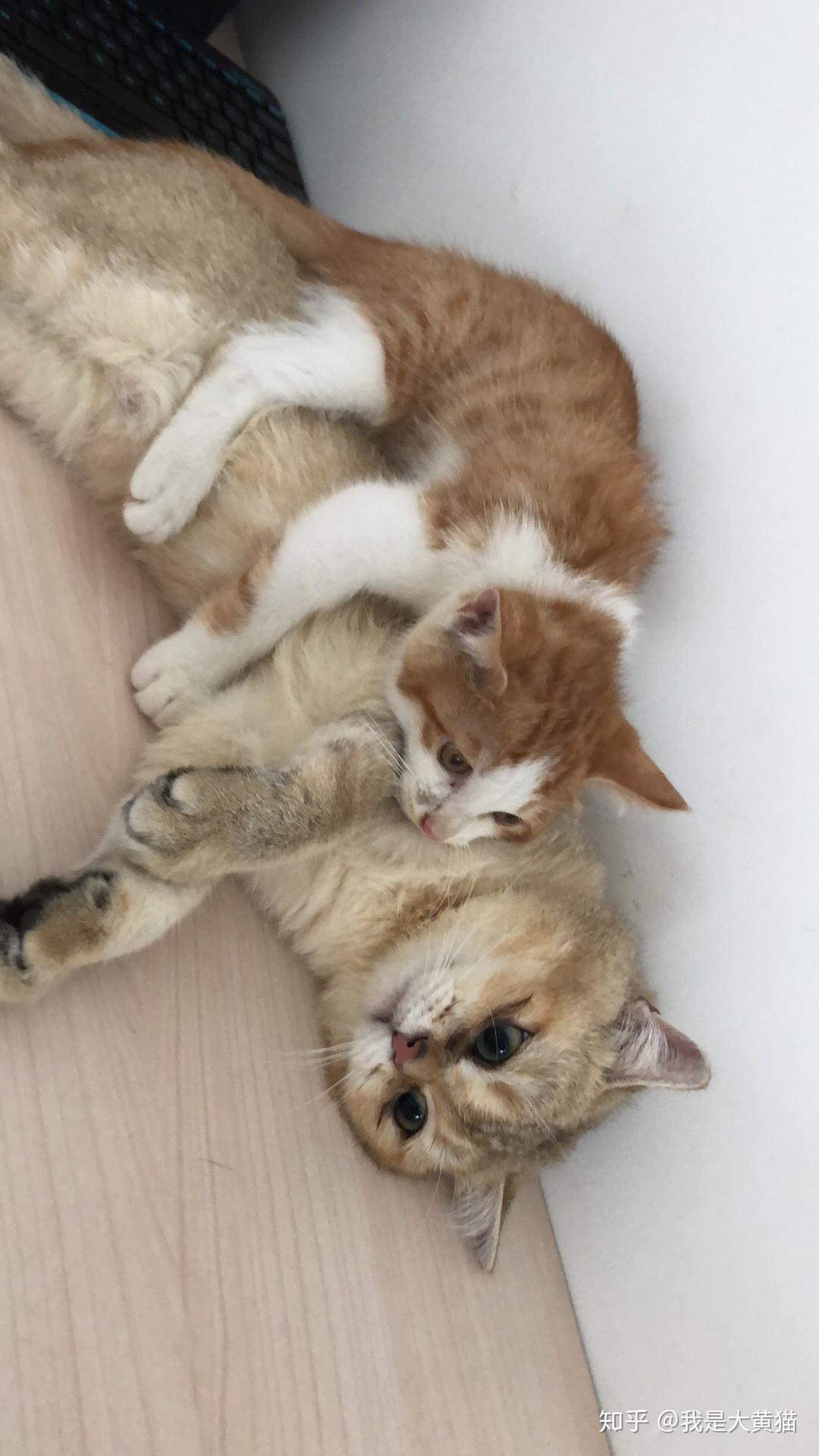 精品久久久久久无码免费 扩大了精品内容的码免可及性