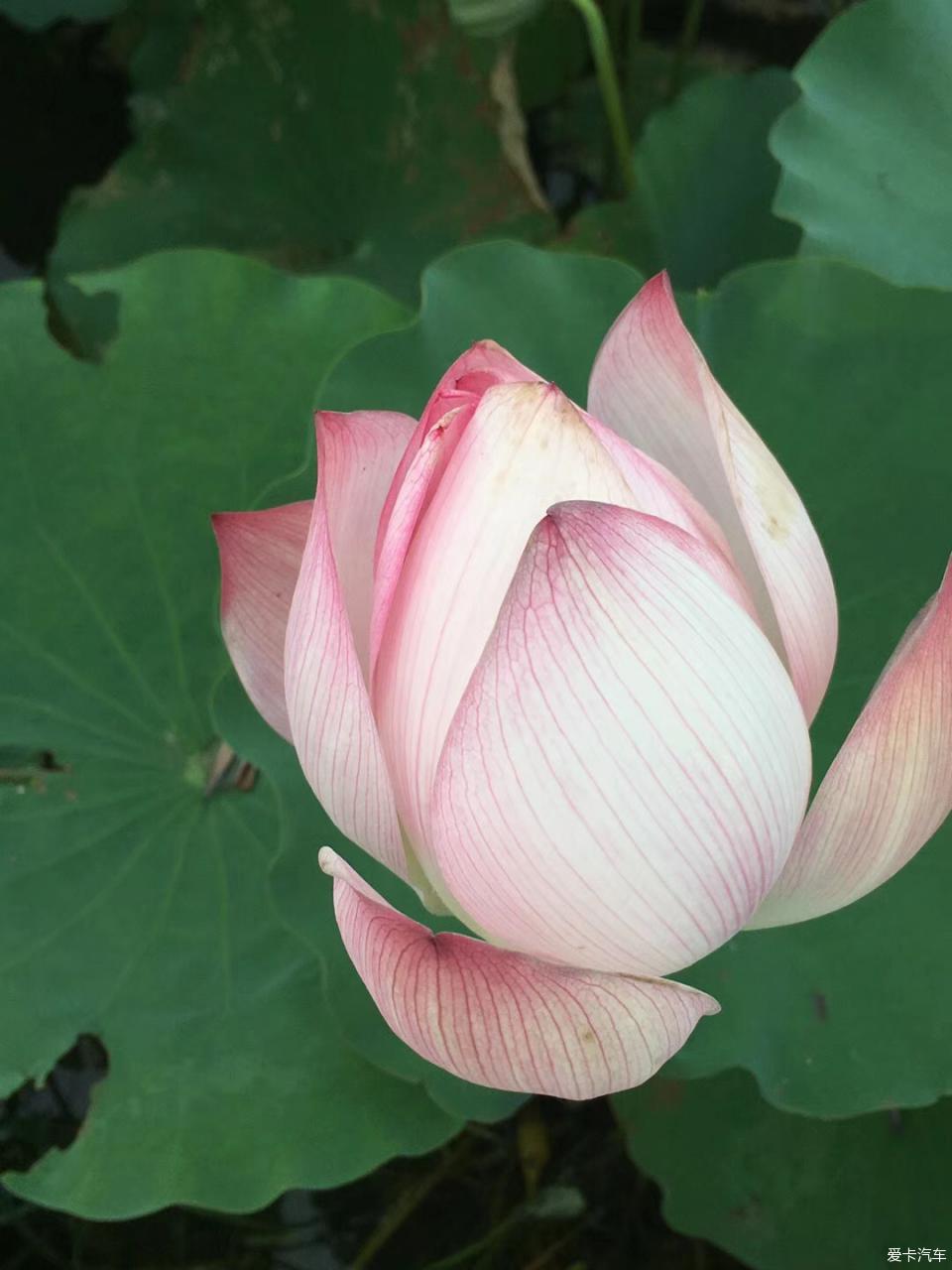 午夜频道 观看者便会接到诅咒电话