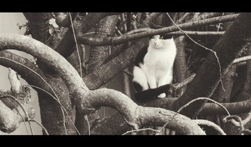 大四反差学姐张凤莲