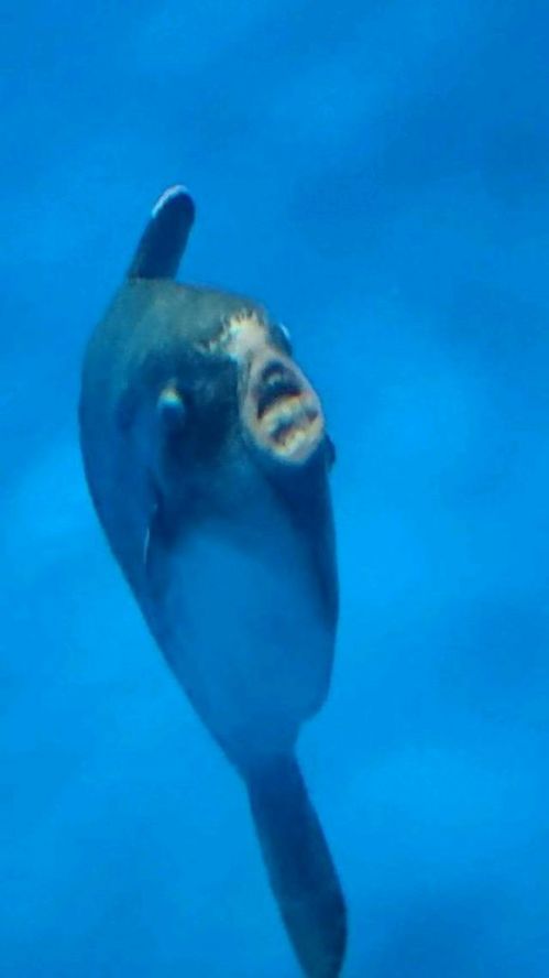 小蓝视频金币帖子和金币视频